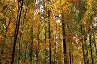 幼儿园中班家长会发言稿