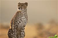 竞聘主任的演讲稿