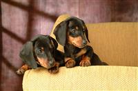 母亲节的演讲稿