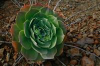 我的大学演讲稿