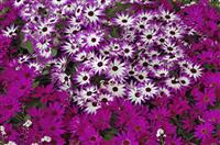 感恩父母演讲稿