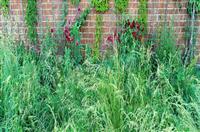 参加学生会演讲稿