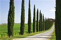 勤奋出天才演讲稿