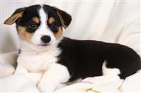 竞选大队委演讲稿