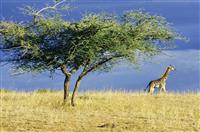 演讲竞聘演讲稿