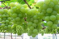 优秀的竞聘演讲稿