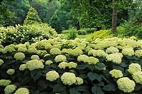 小学生廉洁演讲稿