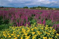 对岗竞聘演讲稿